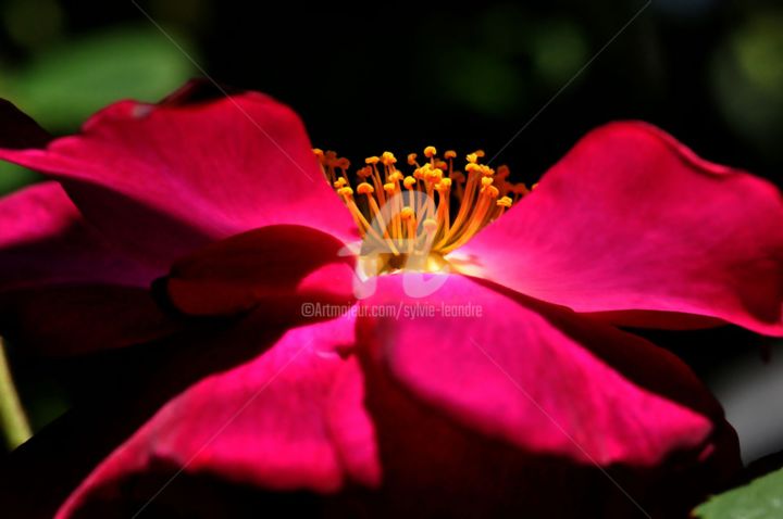 Fotografia zatytułowany „les pistils” autorstwa Sylvie Léandre, Oryginalna praca