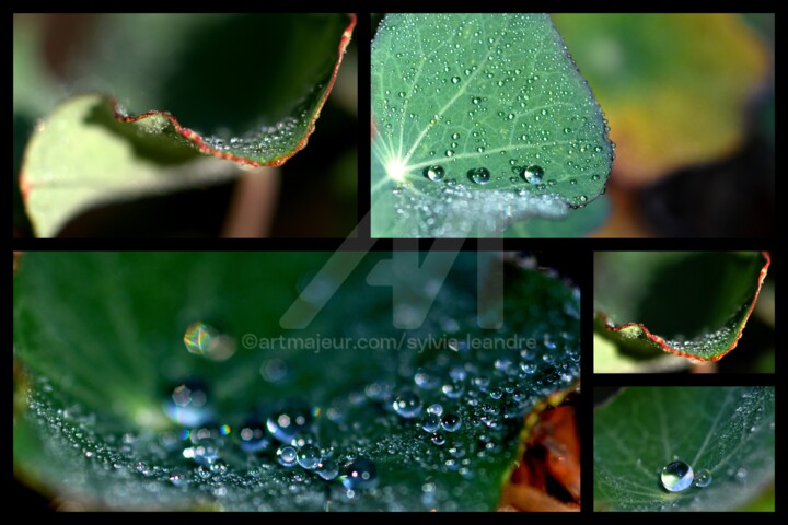 Photography titled "gouttes sur feuille…" by Sylvie Léandre, Original Art,