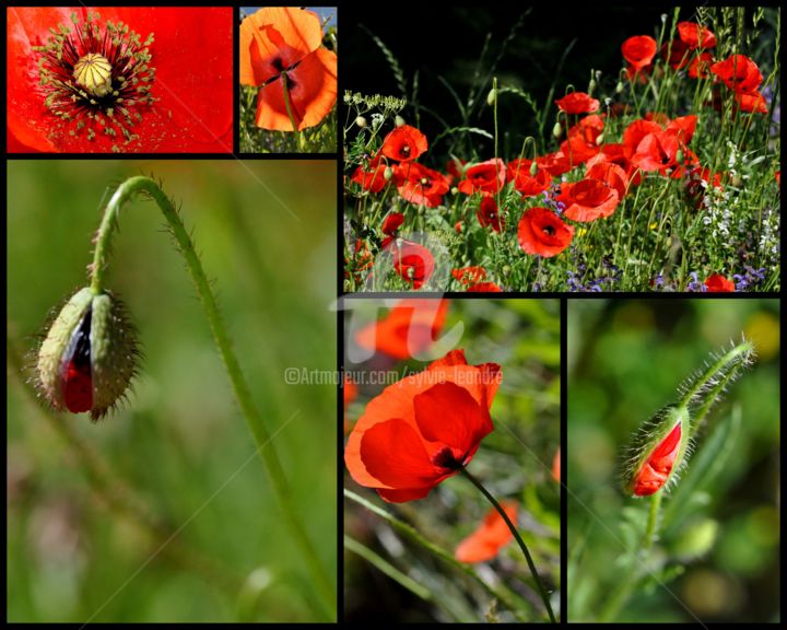 Photographie intitulée "les coquelicots" par Sylvie Léandre, Œuvre d'art originale