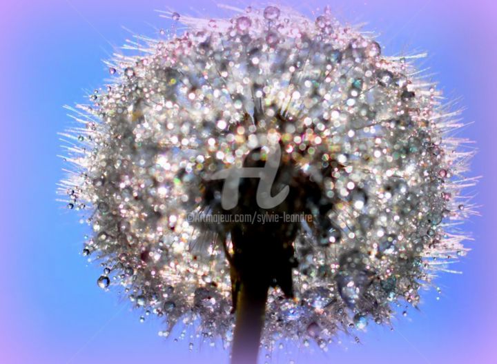 Photographie intitulée "fleur cristallisée" par Sylvie Léandre, Œuvre d'art originale