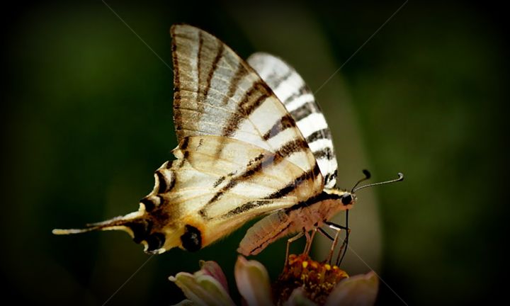 Photographie intitulée "papillon" par Sylvie Léandre, Œuvre d'art originale