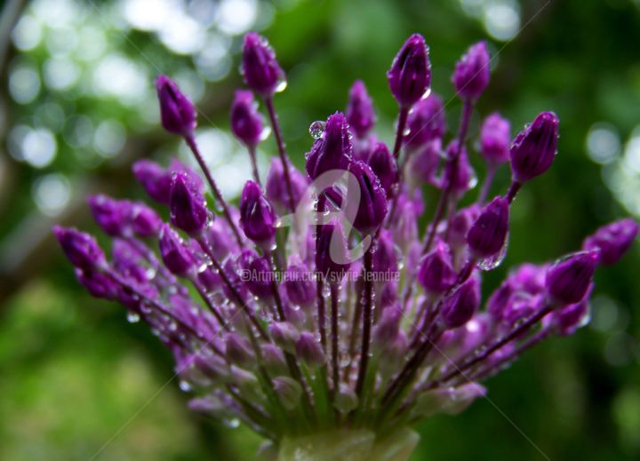 Photographie intitulée "gouttes de pluie" par Sylvie Léandre, Œuvre d'art originale