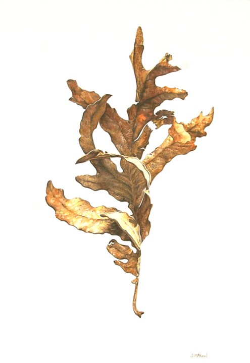 Dibujo titulada "Feuille de chêne ta…" por Sylvie Talon, Obra de arte original, Lápiz