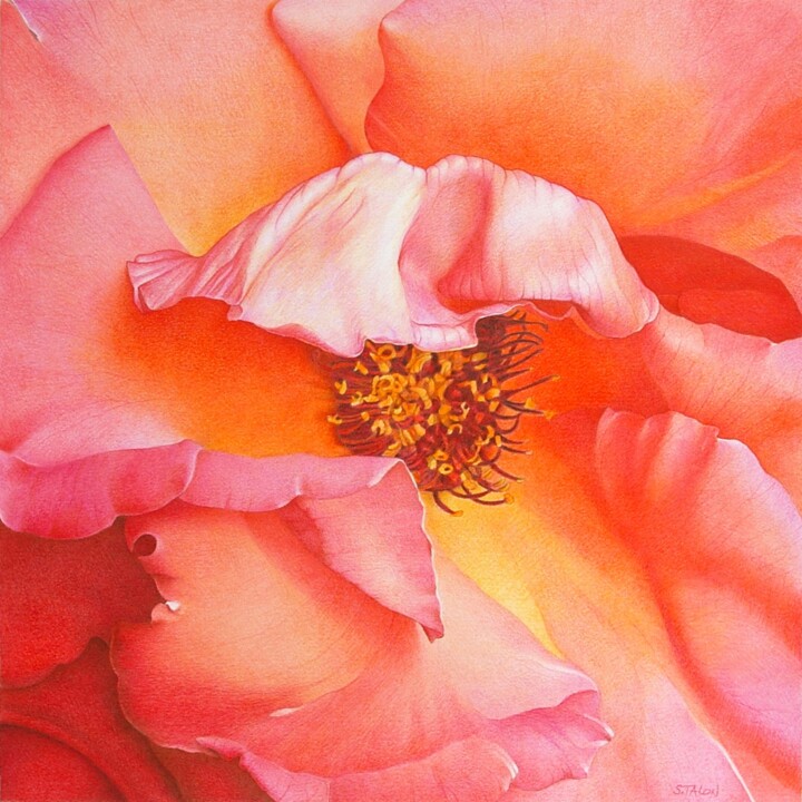 Disegno intitolato "Cœur de rose 5" da Sylvie Talon, Opera d'arte originale, Matita