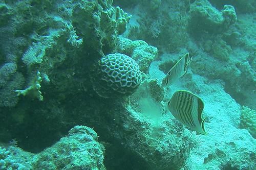 Photography titled "Crown Butterflyfish…" by Alex Bao, Original Artwork