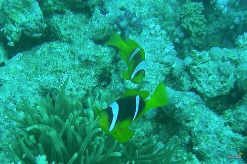 Photography titled "Red Sea anemonefish…" by Alex Bao, Original Artwork