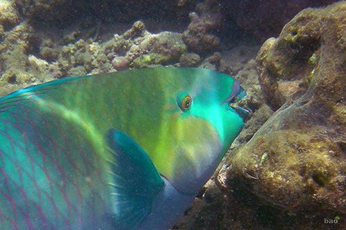 Fotografie getiteld "Rusty Parrotfish (S…" door Alex Bao, Origineel Kunstwerk