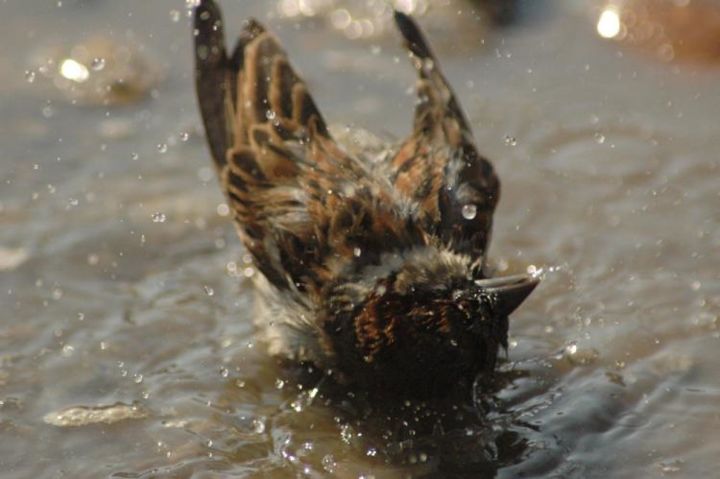 Photography titled "Sparrow bath" by Szomorattila, Original Artwork, Other