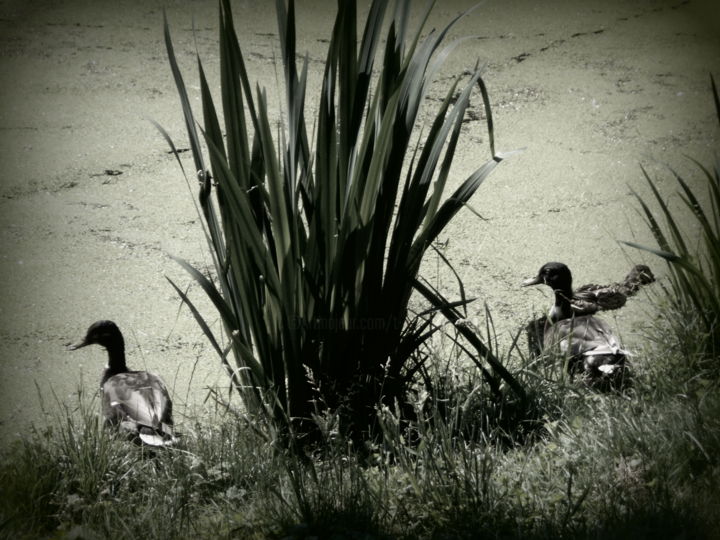 Photography titled "spectators" by Tom Schrijver, Original Artwork