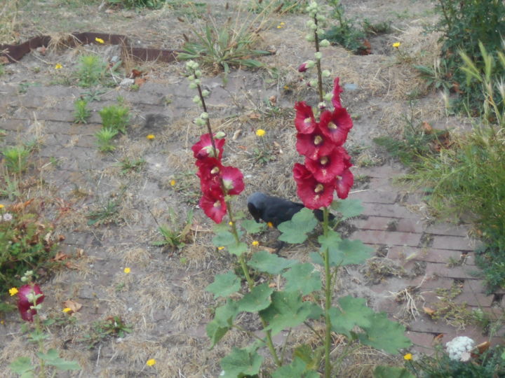 Photography titled "red with a bird" by Tom Schrijver, Original Artwork