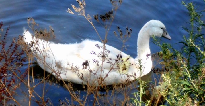 Fotografia zatytułowany „young swan” autorstwa Tom Schrijver, Oryginalna praca
