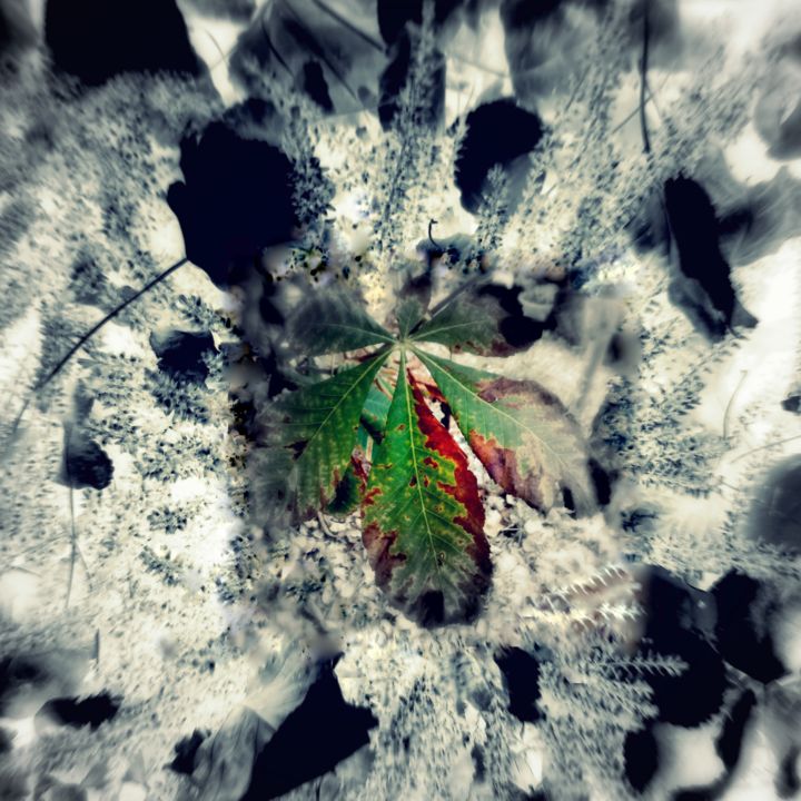 Фотография под названием "the leaf" - Tom Schrijver, Подлинное произведение искусства, Манипулированная фотография