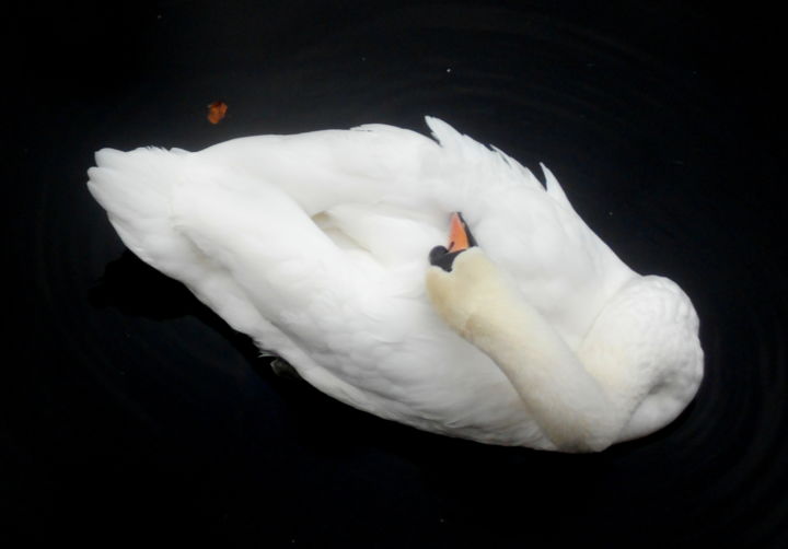摄影 标题为“swan” 由Tom Schrijver, 原创艺术品