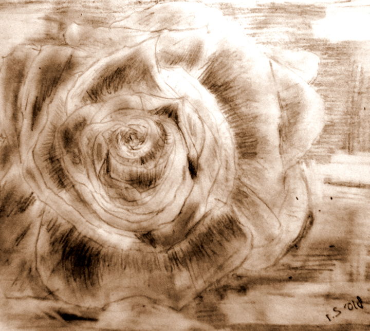 Drawing titled "rose" by Tom Schrijver, Original Artwork, Pencil