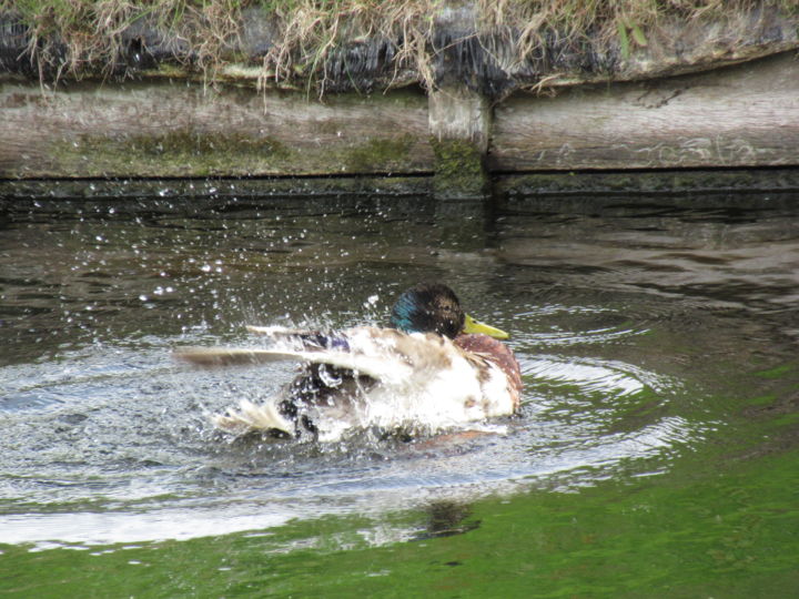 Photography titled "duck washing" by Tom Schrijver, Original Artwork