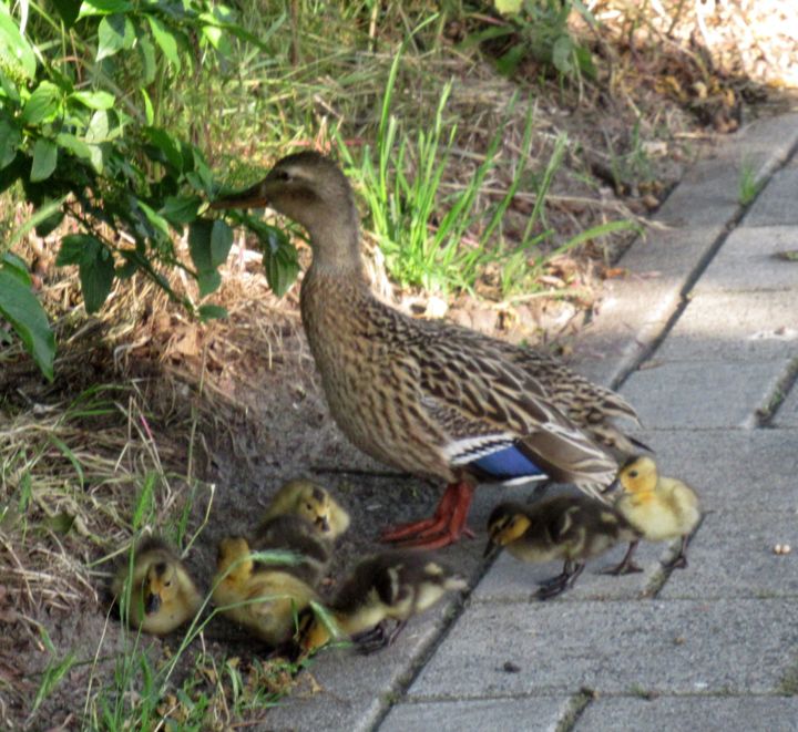 Photography titled "little ducks" by Tom Schrijver, Original Artwork