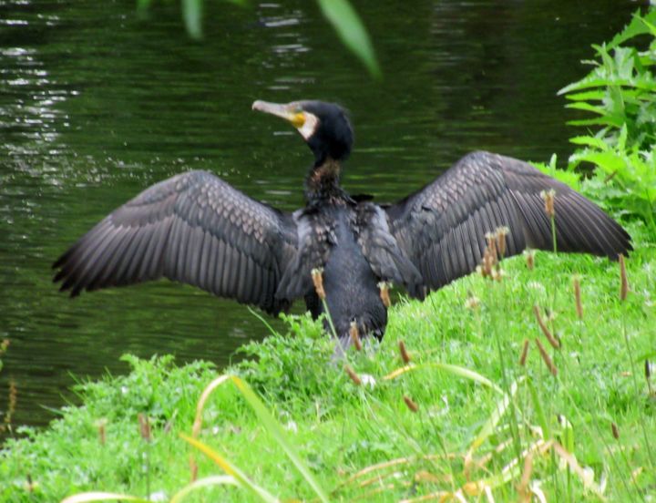 Fotografie mit dem Titel "cormorant" von Tom Schrijver, Original-Kunstwerk