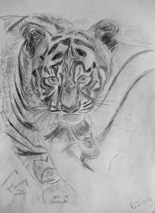 「young tiger」というタイトルの描画 Tom Schrijverによって, オリジナルのアートワーク, 鉛筆