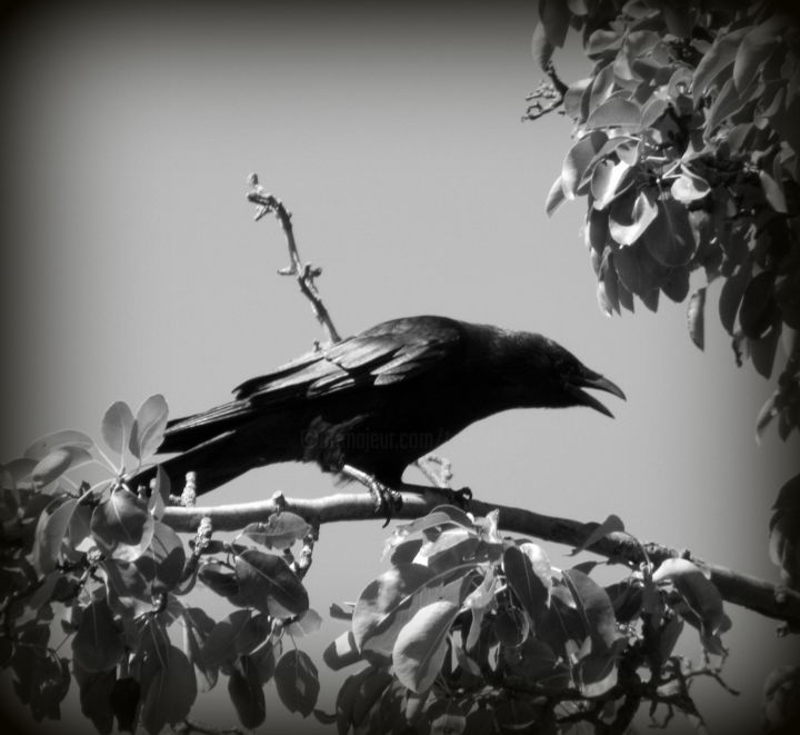 Photography titled "crow" by Tom Schrijver, Original Artwork