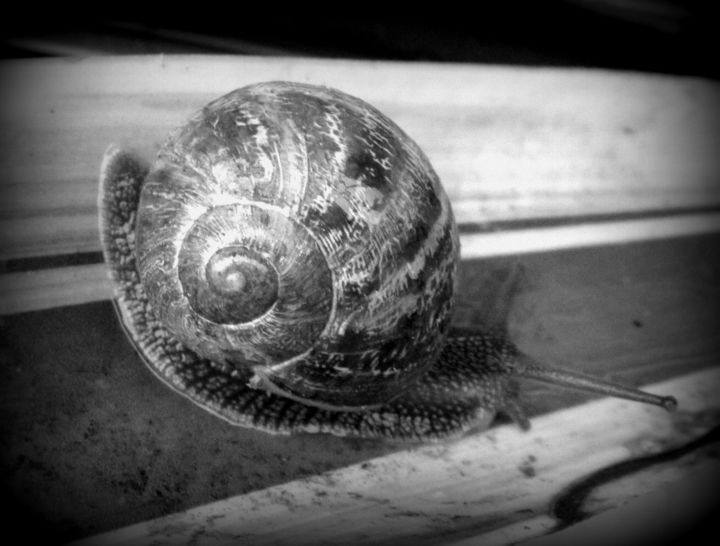 Photography titled "snail on leaf" by Tom Schrijver, Original Artwork