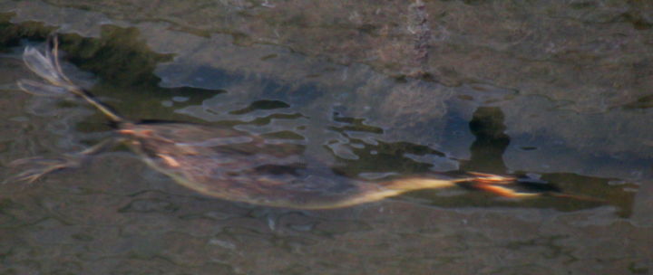 Photography titled "grebe underwater" by Tom Schrijver, Original Artwork