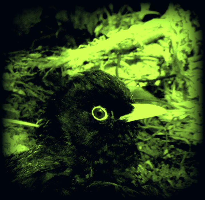 Photography titled "blackbird" by Tom Schrijver, Original Artwork, Manipulated Photography