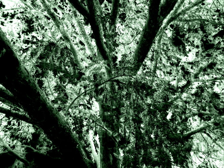Fotografía titulada "branches" por Tom Schrijver, Obra de arte original, Fotografía manipulada