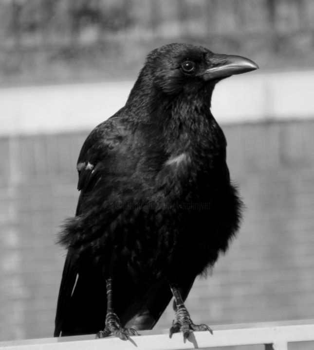 Photography titled "crow" by Tom Schrijver, Original Artwork, Digital Photography