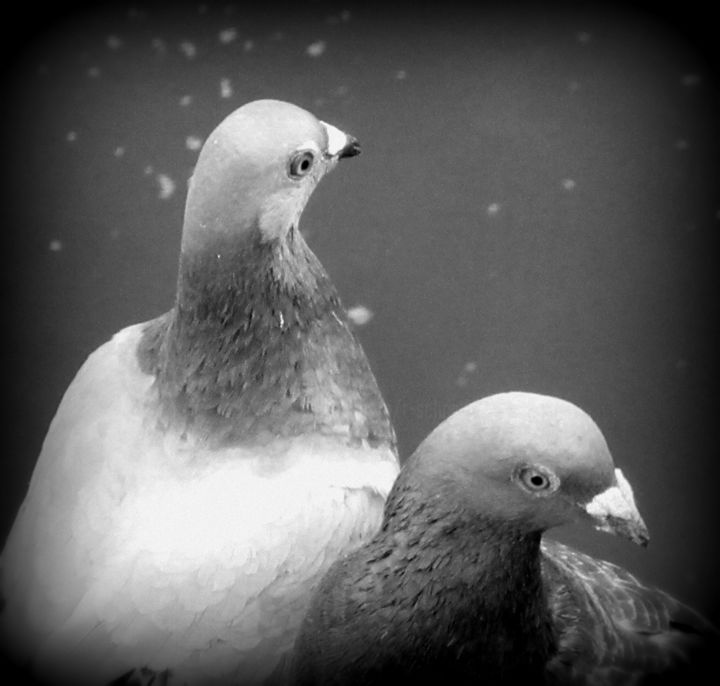 Photography titled "2 pigeons" by Tom Schrijver, Original Artwork, Digital Photography