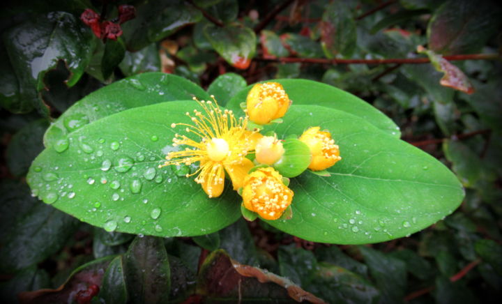 Фотография под названием "dewdrops on a leaf" - Tom Schrijver, Подлинное произведение искусства, Цифровая фотография