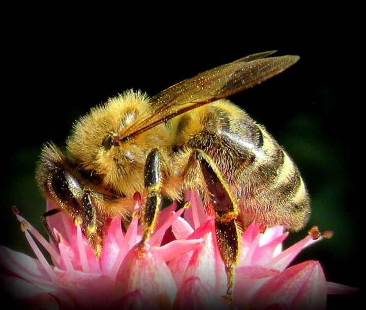 Photography titled "bee close-up" by Tom Schrijver, Original Artwork, Digital Photography