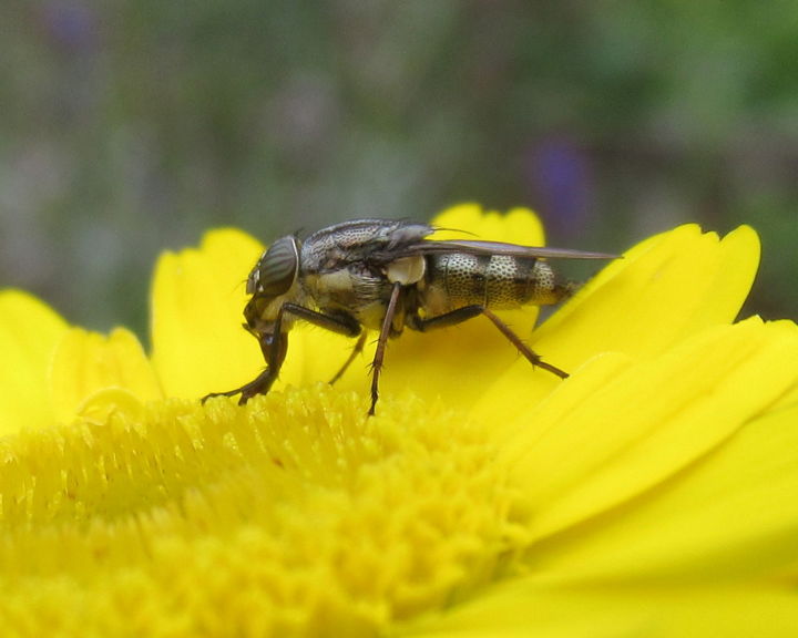 Photography titled "fly on flower close…" by Tom Schrijver, Original Artwork, Digital Photography