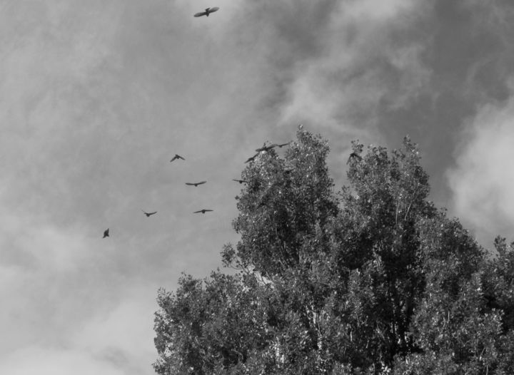 Photography titled "birds II" by Tom Schrijver, Original Artwork, Digital Photography