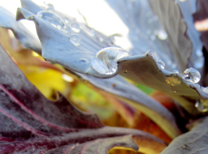 Photography titled "cabbage" by Tom Schrijver, Original Artwork, Digital Photography