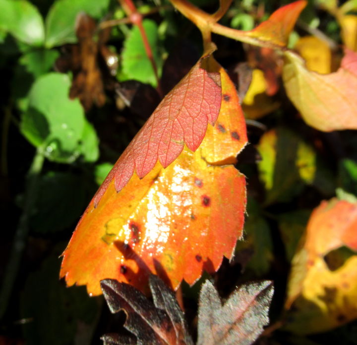 Photography titled "after the rain" by Tom Schrijver, Original Artwork, Digital Photography