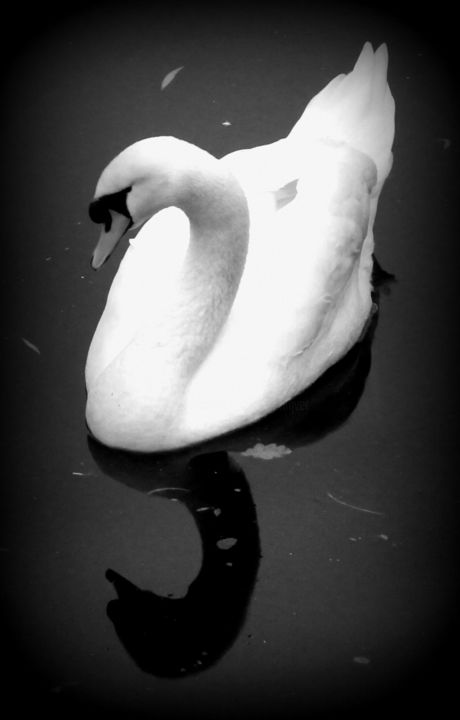 Fotografia zatytułowany „swan” autorstwa Tom Schrijver, Oryginalna praca, Fotografia cyfrowa
