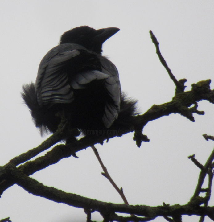 Photography titled "crow" by Tom Schrijver, Original Artwork, Digital Photography