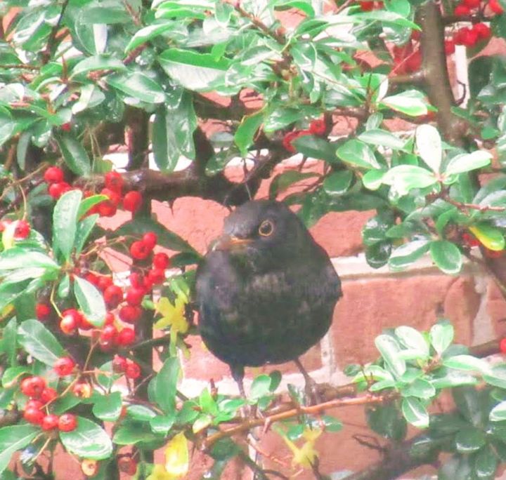 Fotografia intitolato "blackbird" da Tom Schrijver, Opera d'arte originale, Fotografia digitale