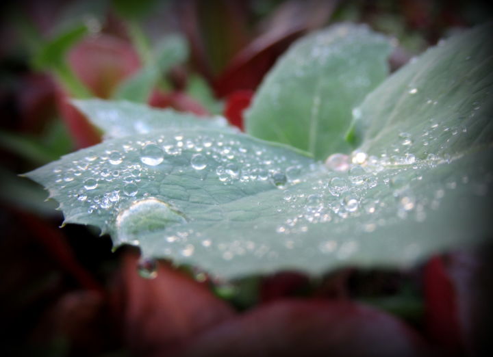Photography titled "dew on leaf" by Tom Schrijver, Original Artwork, Digital Photography