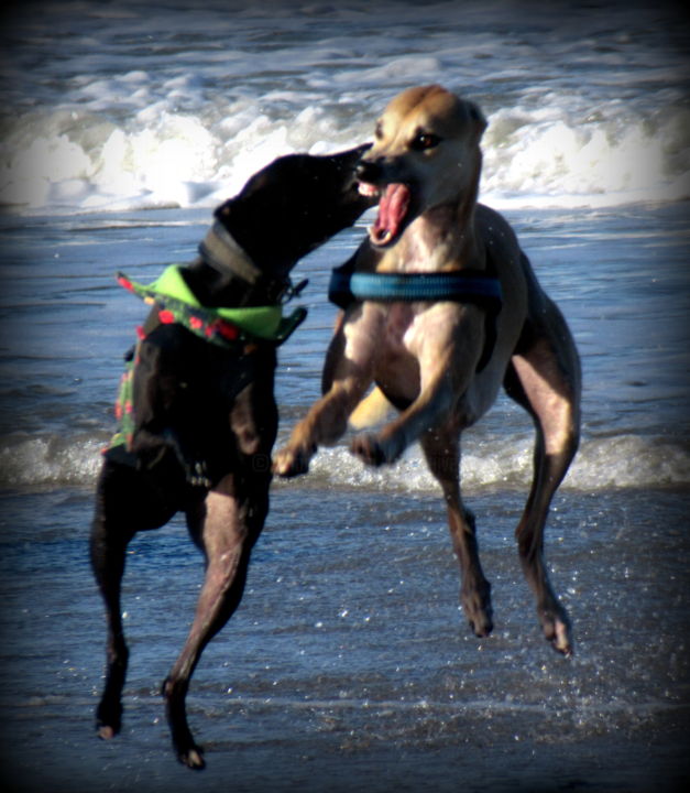 Photography titled "2 dogs on the beach" by Tom Schrijver, Original Artwork, Digital Photography