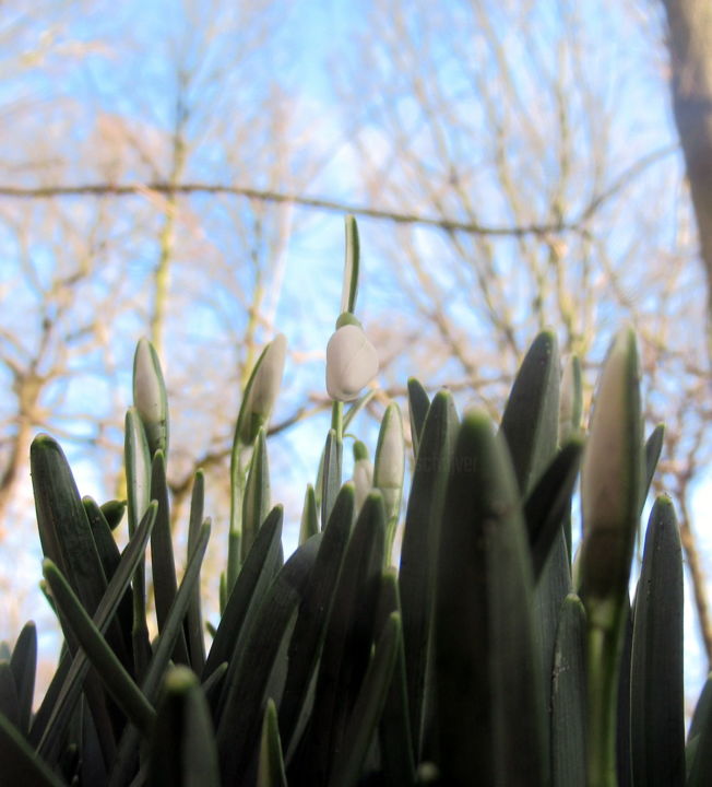 Fotografía titulada "signs of spring" por Tom Schrijver, Obra de arte original, Fotografía digital