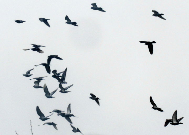 Photography titled "pigeons flight" by Tom Schrijver, Original Artwork, Digital Photography