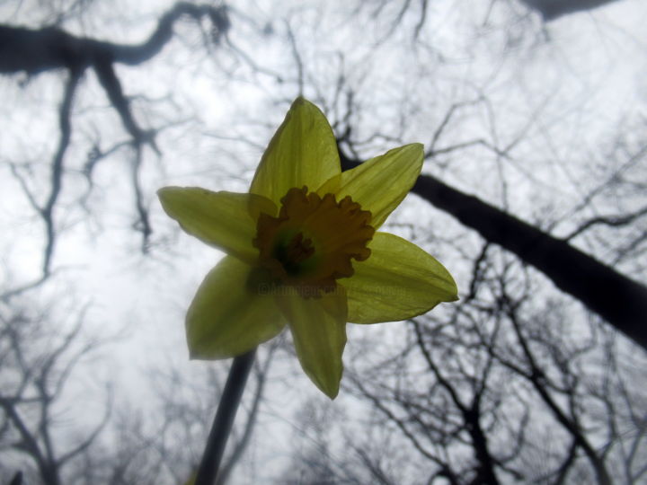 Photography titled "daffodil II" by Tom Schrijver, Original Artwork, Digital Photography