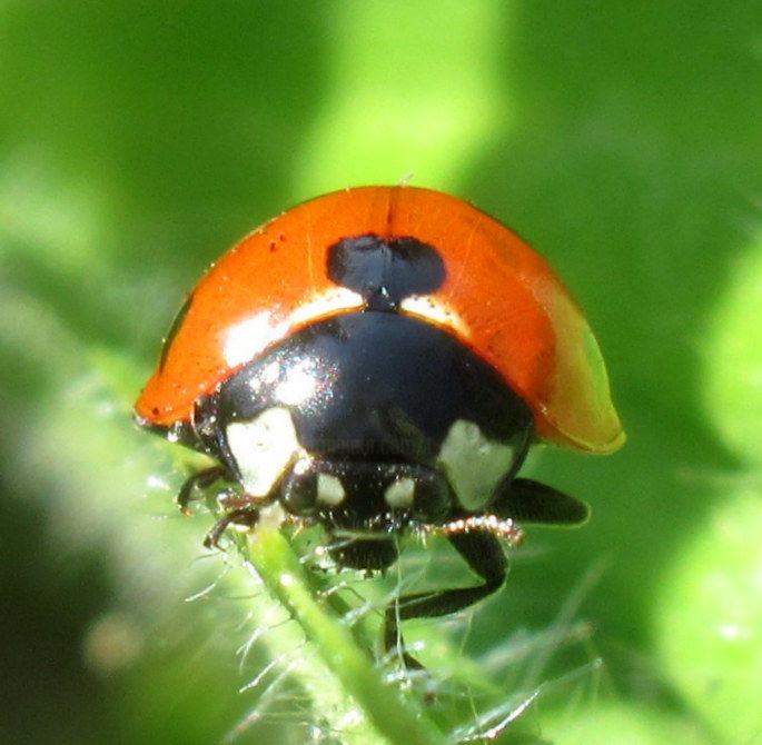 Fotografia intitulada "ladybug front II" por Tom Schrijver, Obras de arte originais, Fotografia digital