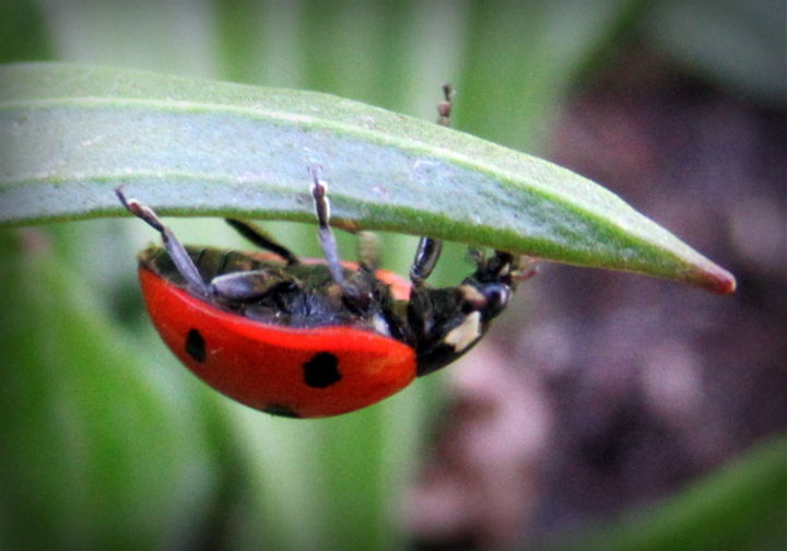 Fotografía titulada "ladybug" por Tom Schrijver, Obra de arte original, Fotografía digital