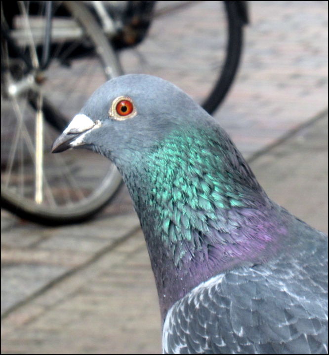 Fotografia intitolato "pigeon II" da Tom Schrijver, Opera d'arte originale, Fotografia digitale