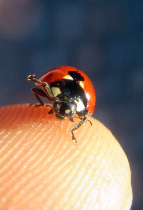 Fotografia intitolato "agressive ladybug" da Tom Schrijver, Opera d'arte originale, Fotografia digitale