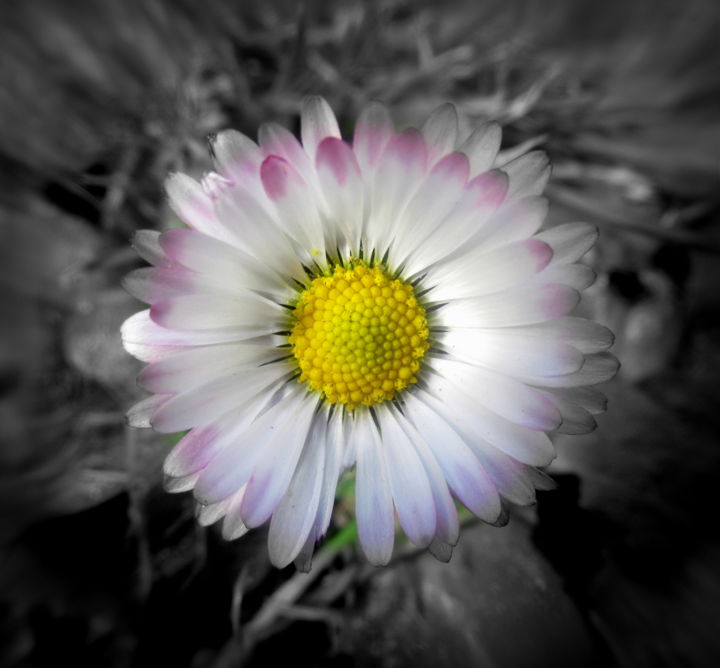 Photography titled "daisy" by Tom Schrijver, Original Artwork, Digital Photography