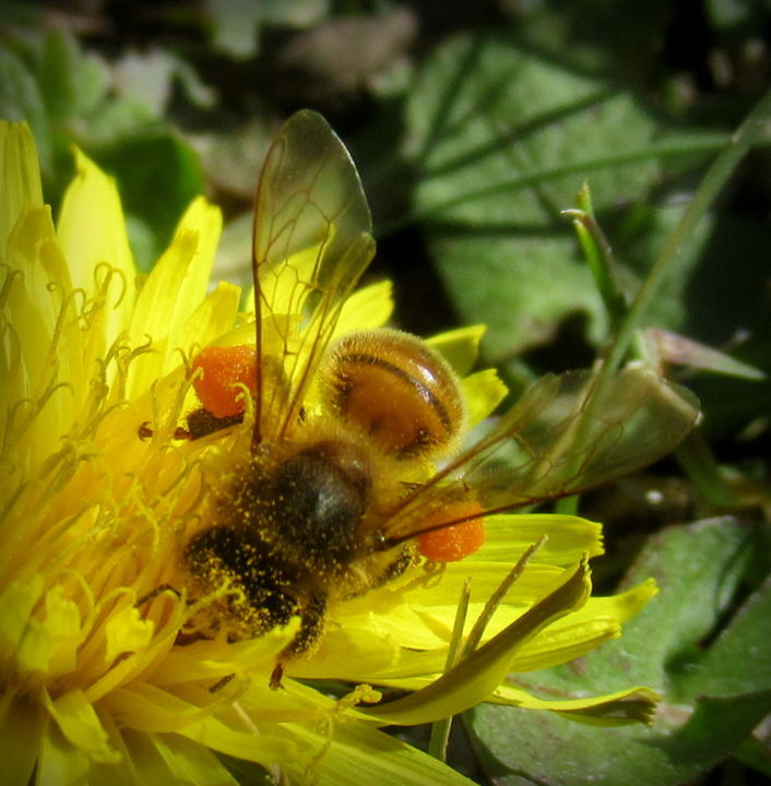 Photography titled "hungry bee" by Tom Schrijver, Original Artwork, Digital Photography