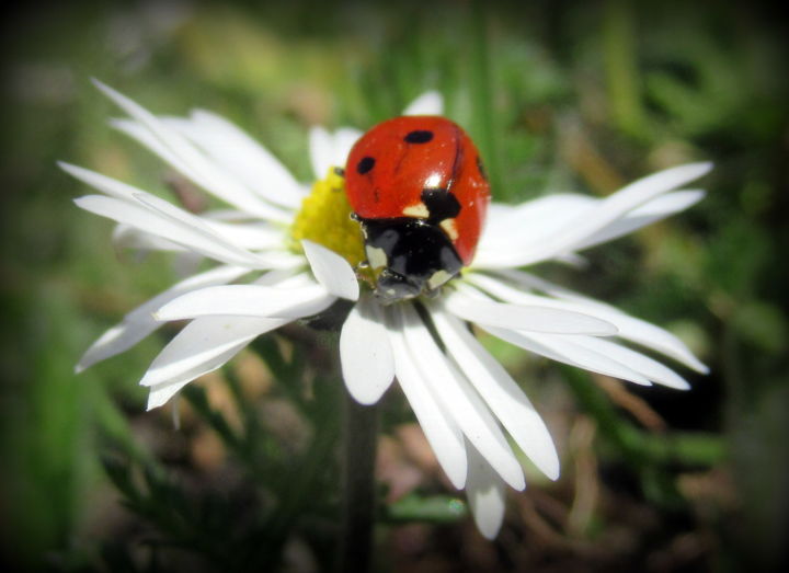 Фотография под названием "on a daisy" - Tom Schrijver, Подлинное произведение искусства, Цифровая фотография